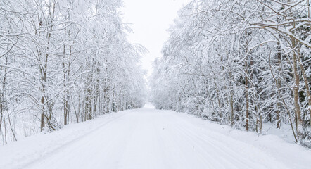 The road in the forest. Winter