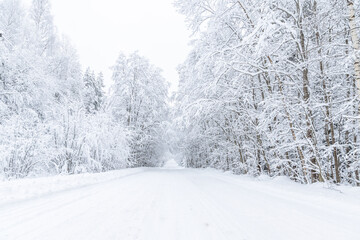 Fototapeta premium The road in the forest. Winter