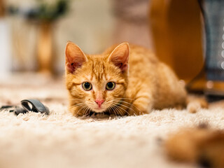yellow kitten in house environment