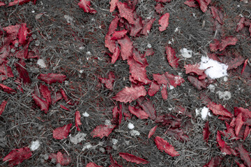 snow covered grass with leaves
