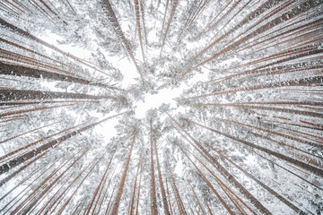 fir forest in the snow. winter