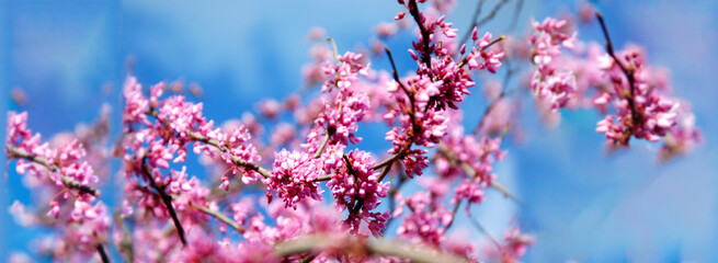 Spring banner or background with pink blossom. Beautiful nature scene. Easter Sunny day blue sky.