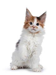Beautiful odd eyed Maine Coon cat kitten, sitting facing front with one paw playful in air. Isolated on white background.