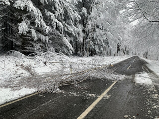 umgestürzter Baum auf einer verschneiten Waldstraße