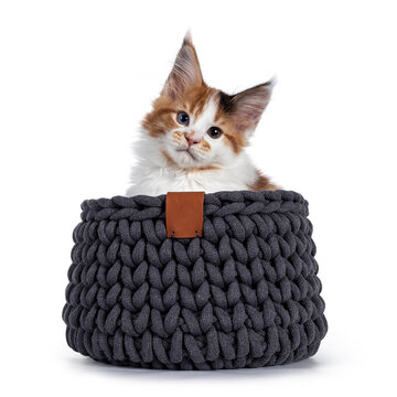 Beautiful odd eyed Maine Coon cat kitten, sitting facing front in grey knitted basket. Looking towards camera with cute head tilt. Isolated on white background.