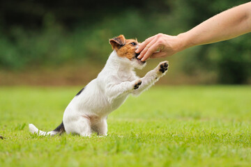 Jack Russell Terrier puppy 11 weeks in the grass discovers the world