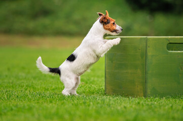 Jack Russell Terrier puppy 11 weeks in the grass discovers the world