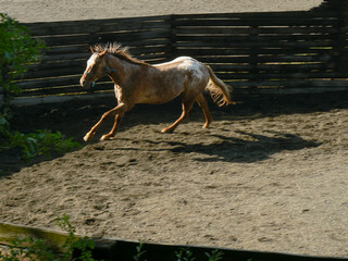 Horse dressage animal training in amateur mud village ring rodeo setting with lash