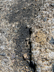 Ant insect nest swarm infestation close-up ground