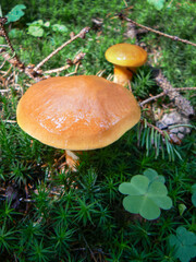 Wild mushroom in forest detail close-up moss