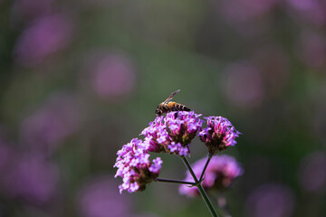 bee on a flower