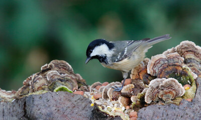 Coal tit feeding at a woodland site