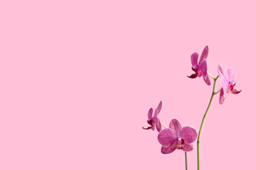 Fototapeta na wymiar Orchid flower in front of pink pastel background. Floral composition with copyspace.