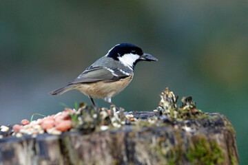 Coal tit feeding at a woodland site