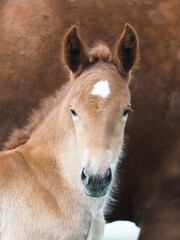Naklejka na ściany i meble Rare Breed Foal Headshot