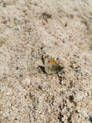 Goitzsche Wildnis - Schmertterling