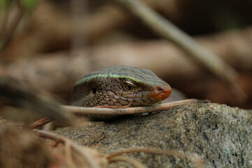 lizard on a tree