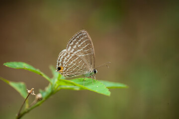 Butterfly in Nature