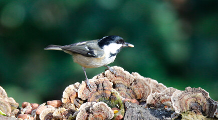 Coal tit feeding at a woodland site