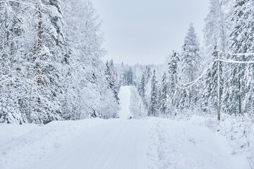 Fototapeta premium road in the forest. winter