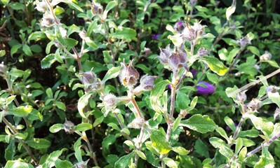 Cistus pink new flowers buds