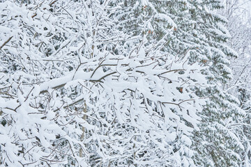 trees in the snow. winter