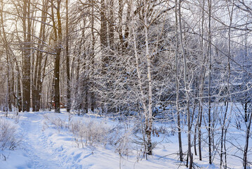 a cold winter day in the forest. the plants are covered with frost