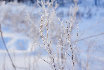 a cold winter day in the forest. the plants are covered with frost