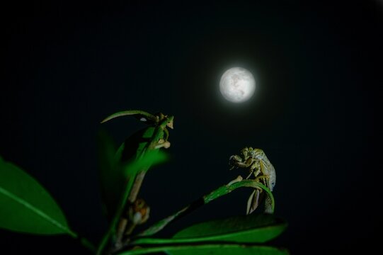 Insect in the night in front of moon