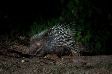 Himalayan porcupine in the forest at night