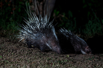 Himalayan porcupine in the forest at night
