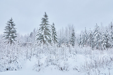 coniferous forest in winter. Russia