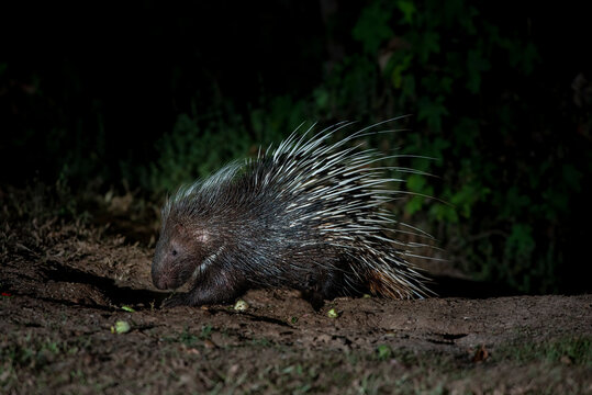 Himalayan Porcupine In The Forest At Night