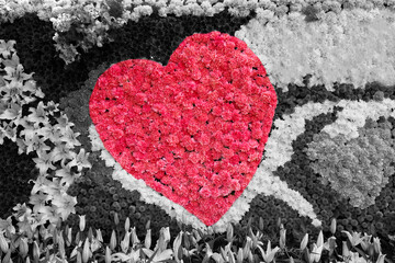 Heart flowers in black and white background