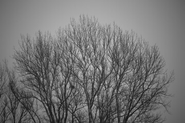 Schwarz-Weiß-Aufnahme eines leicht eingeschneiten Baumes im Winter