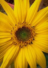 Sunflower, closeup shot of a single sunflower  with beautiful background of leafs on garden.