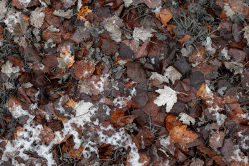 snow covered grass with leaves