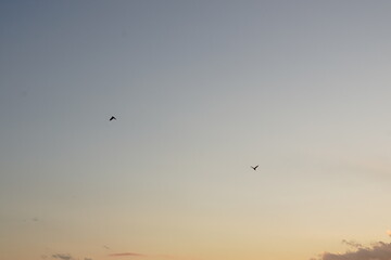 birds flying in the sky