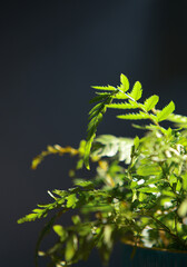 Close up view of a fern plant in a pot against dark background with dramatic light