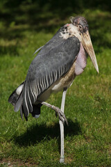 Marabou stork (Leptoptilos crumenifer).