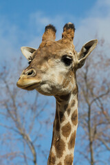 Angolan giraffe (Giraffa camelopardalis angolensis)