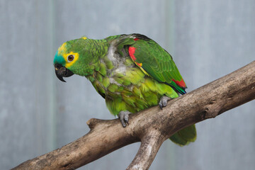 Turquoise-fronted amazon (Amazona aestiva)