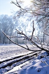 Fototapeta premium Icy snow covered branches against a snow landscape in the sunlight