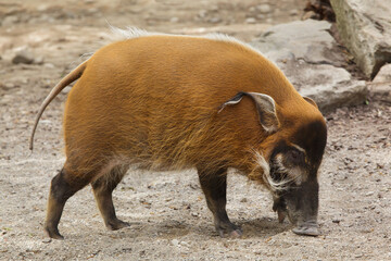 Red river hog (Potamochoerus porcus)