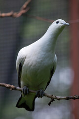 Pied imperial pigeon (Ducula bicolor).