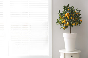 Potted kumquat tree near window indoors, space for text. Interior design