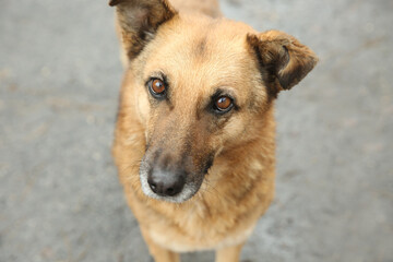 Homeless dog on city street, closeup. Abandoned animal