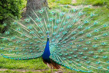 Obraz premium ein Pfau mit ausgestelltem Federkleid