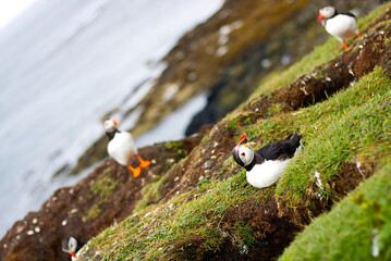 Lunga, Schottland, Puffin