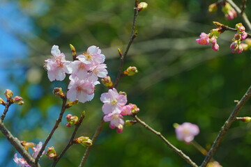 cherry blossom